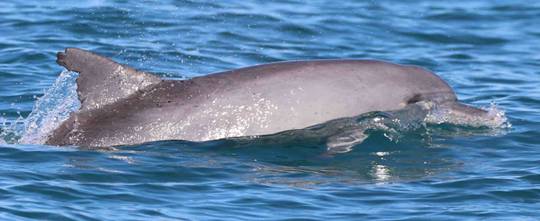 Indo-Pacific bottlenose dolphin Indo-Pacific bottlenose dolphin