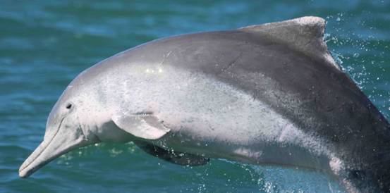 Australian Humpback Dolphin Australian Humpback Dolphin