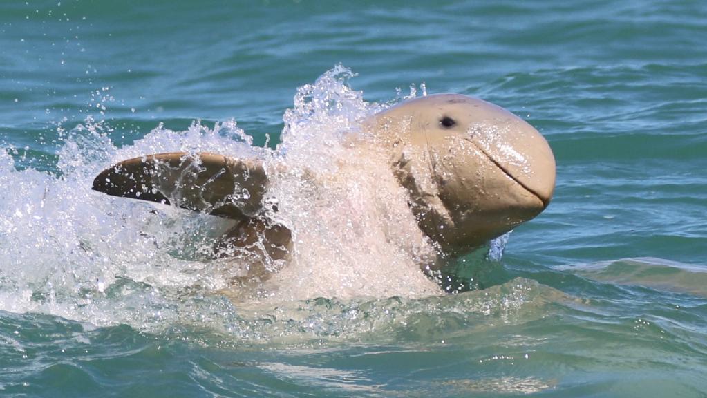 Australian Snubfin Dolphin Australian Snubfin Dolphin